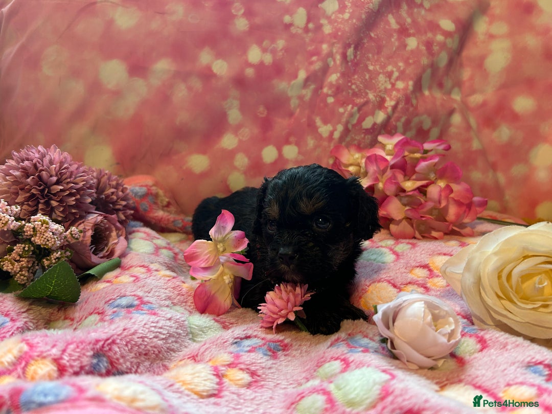 Cavapoo dogs for sale: F1 Cavapoo puppies 🐶  - Advert 14