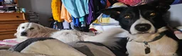 Mixed Breed dogs for sale: A litter of 10 beautiful Coltriever puppies - Advert 4