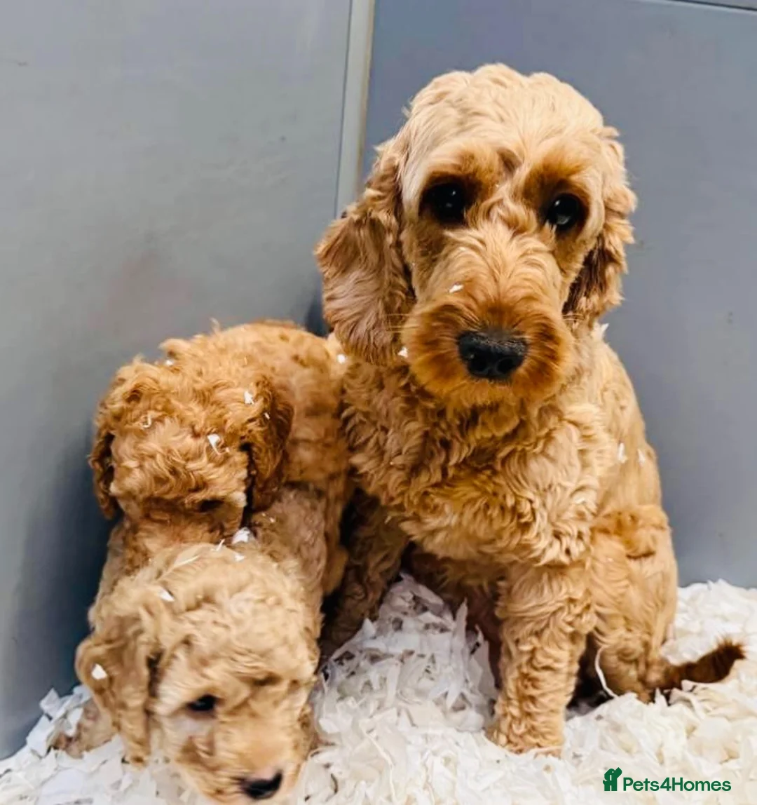 Cockapoo dogs for sale: Stunning Cockapoo Puppies  - Advert 4