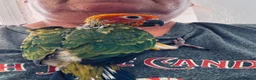 Conures birds for sale: 1 left to reserve hand rearing 3 sun conures - Advert 8