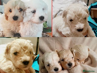 Maltipoo dogs F1 HEALTH TESTED QUALITY TOY MALTIPOO PUPPIES - Advert 3