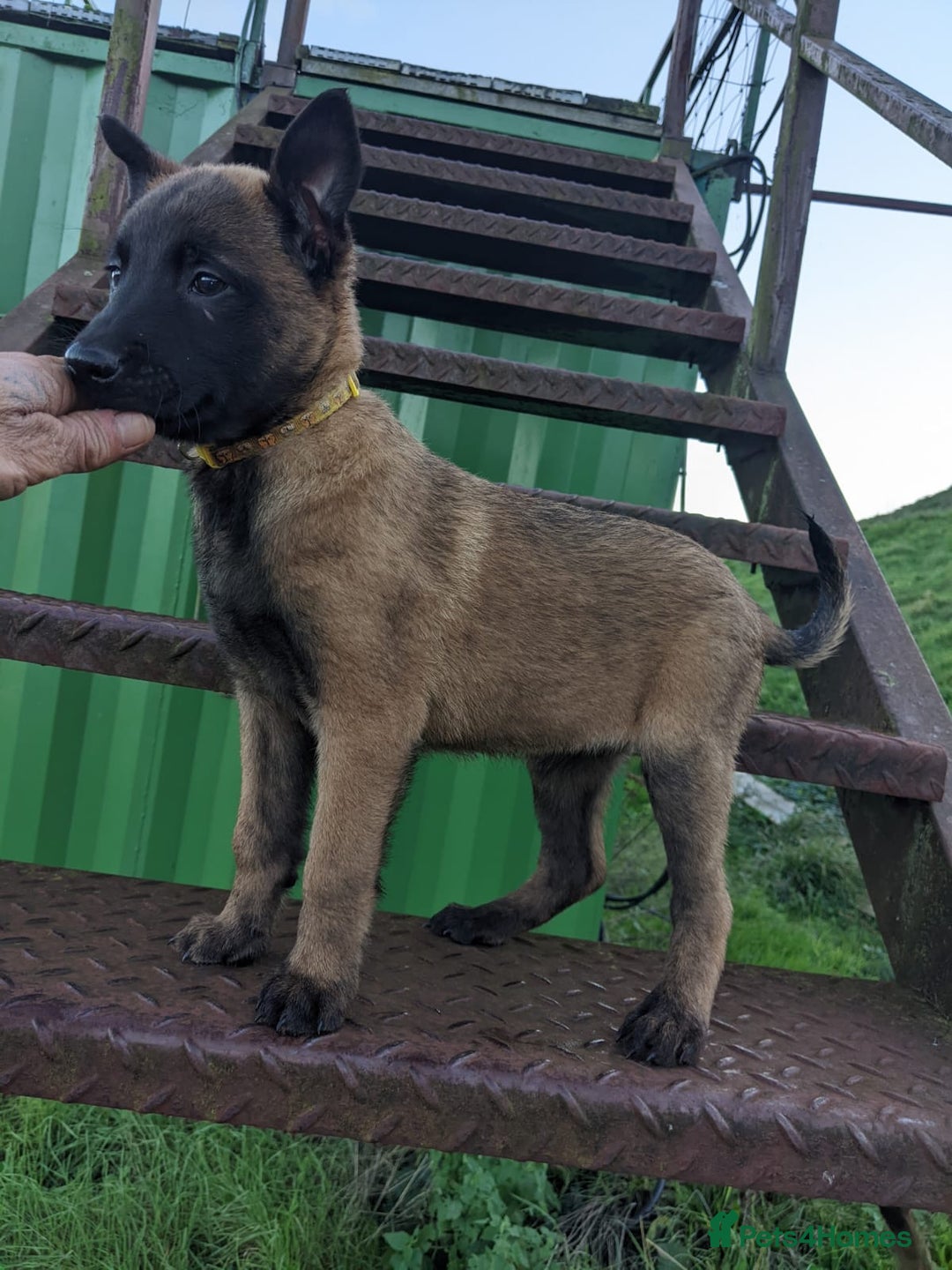 Belgian Shepherd Dog dogs for sale: Belgian Malinois - Advert 7