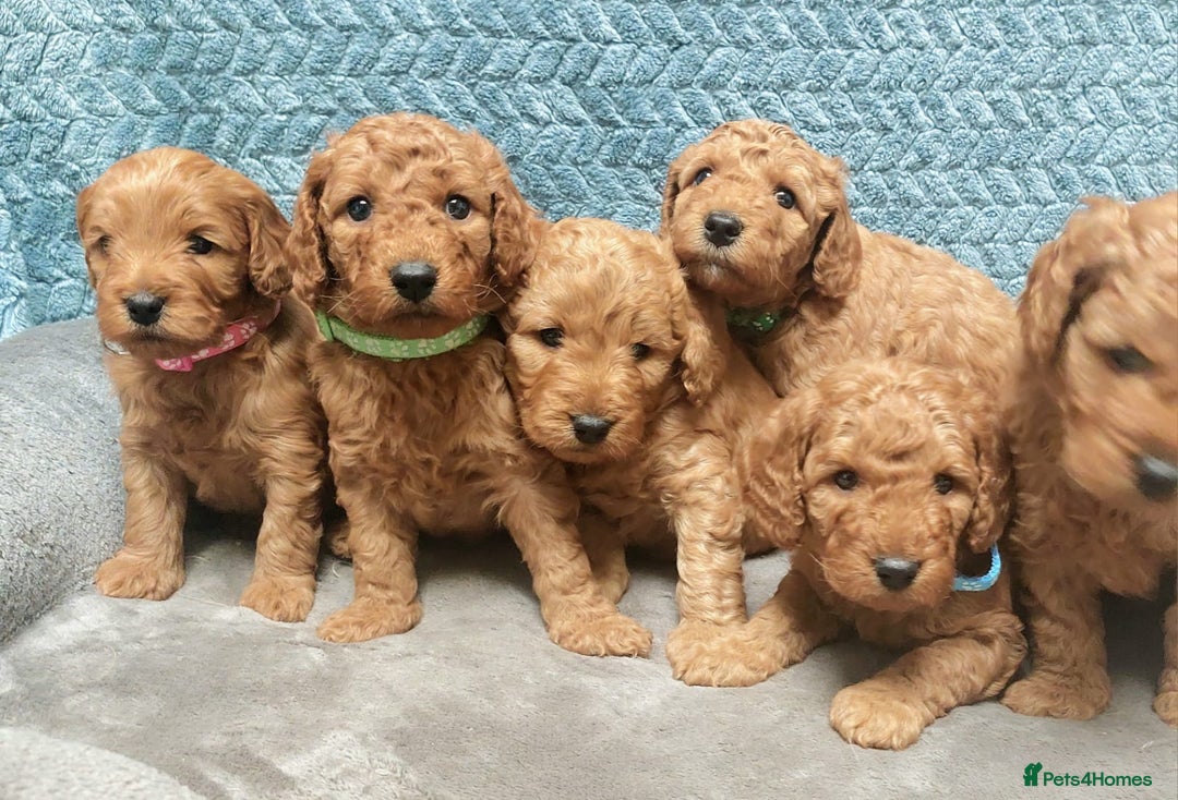 Cockapoo dogs for sale: Happy healthy cockapoo pups F1B DNA tested parents - Advert 14