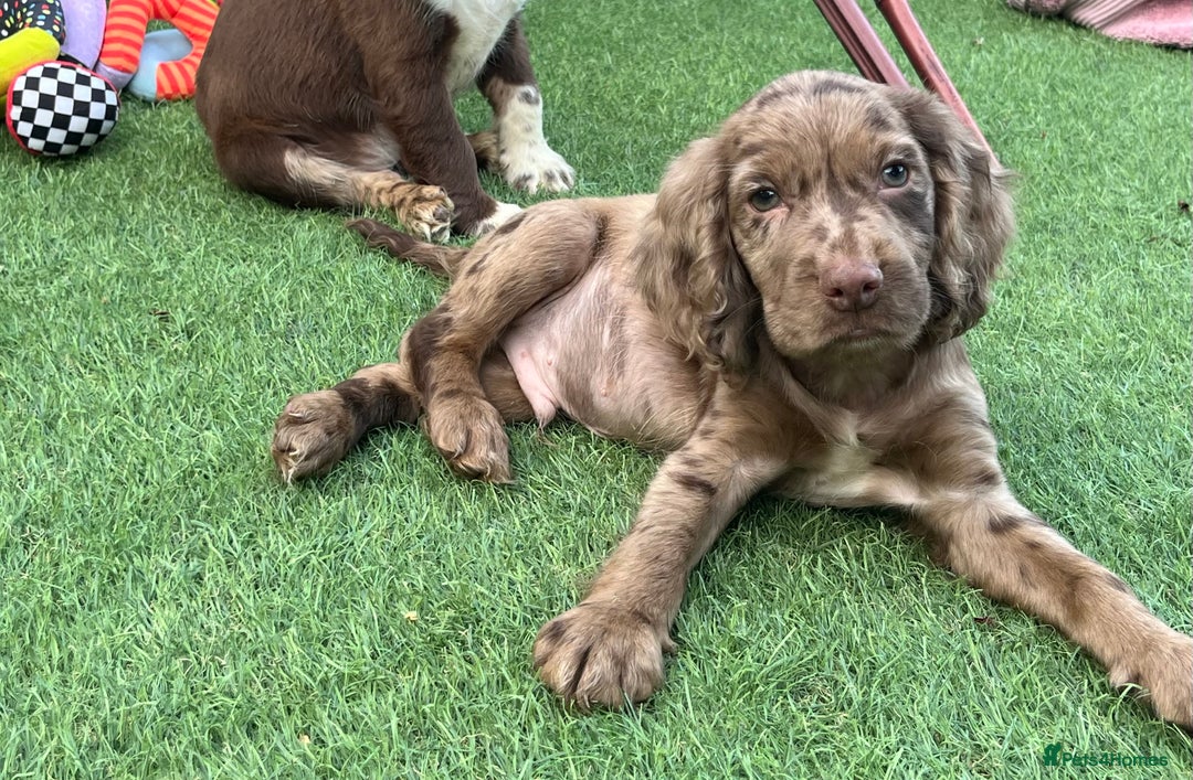 Cocker Spaniel dogs for sale: ❤️Gorgeous, Happy, Healthy, Spaniel babies 💙 - Image 17