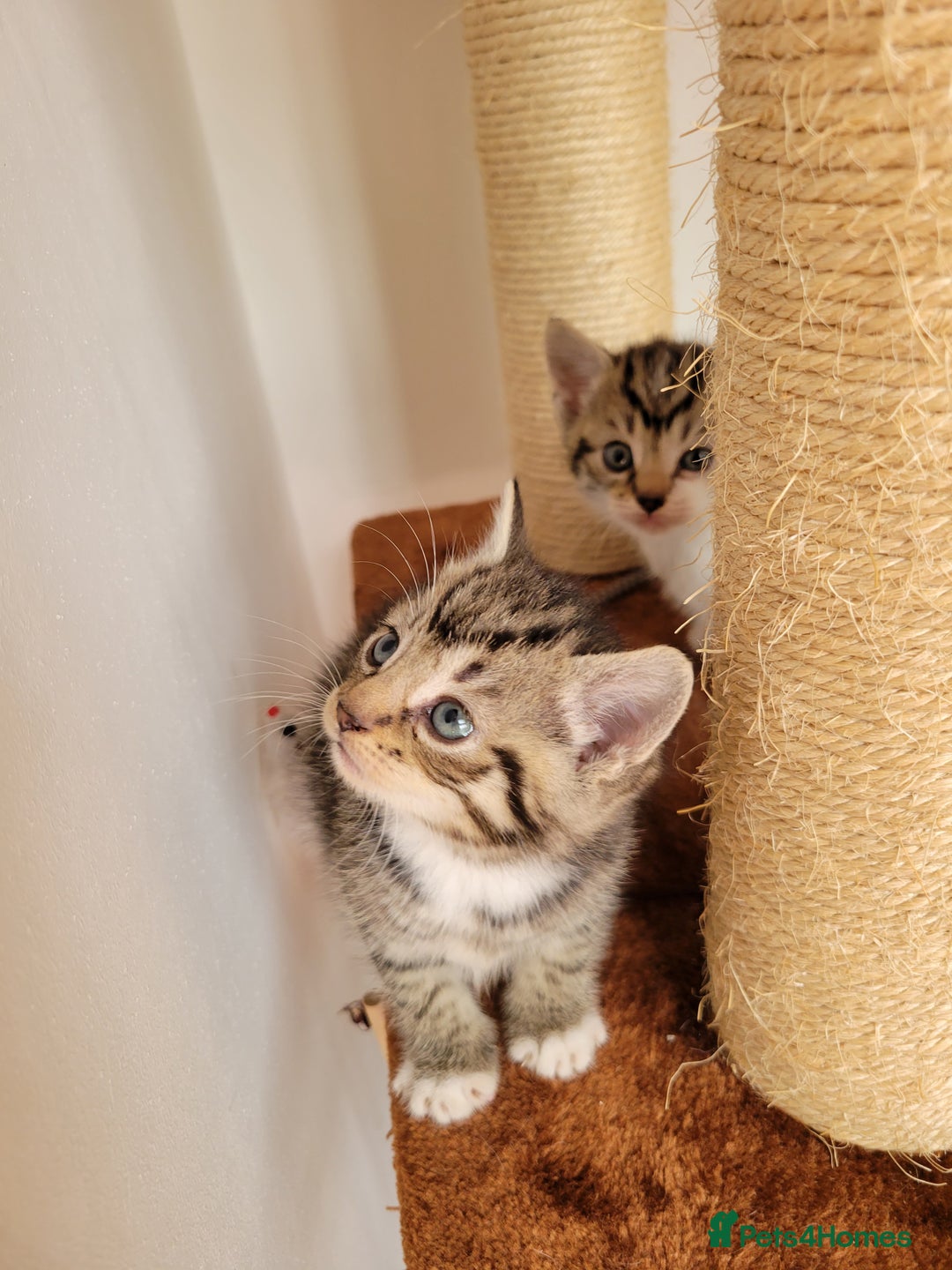 Mixed Breed cats for sale: 4 adorable kittens for sale - Image 2