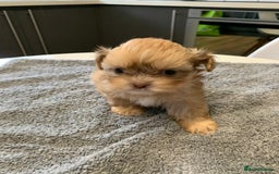 Shih Tzu dogs for sale: Shih Tzu puppies ready 27 th August  - Image 11