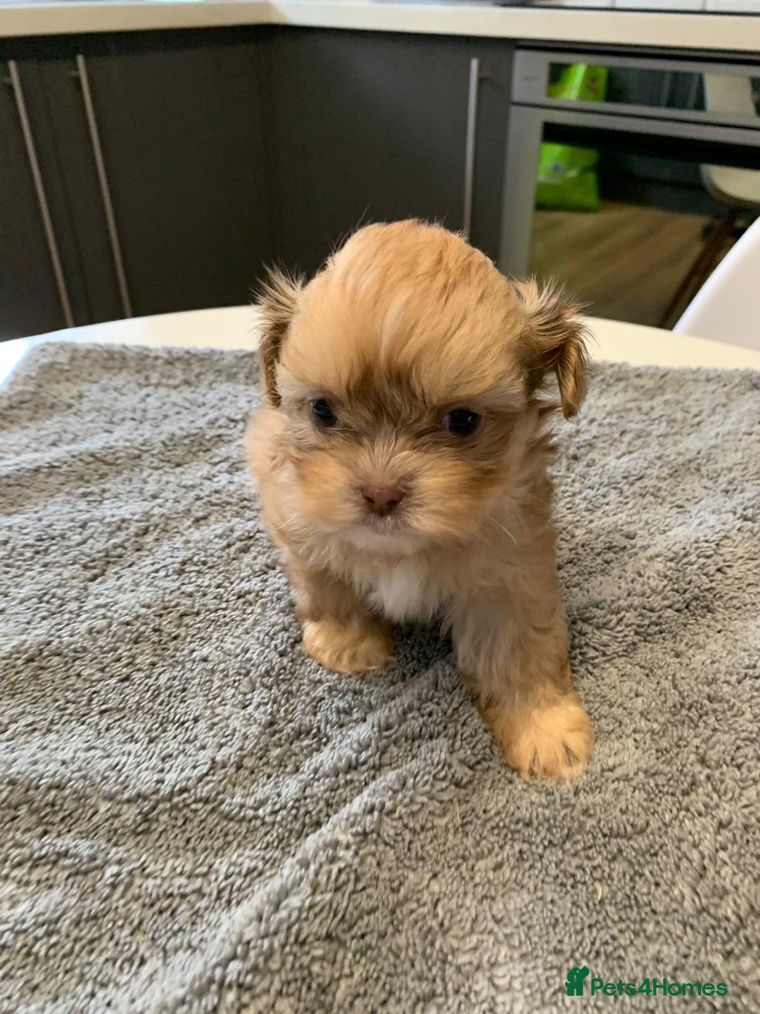 Shih Tzu dogs for sale: Shih Tzu puppies ready 27 th August  - Image 11