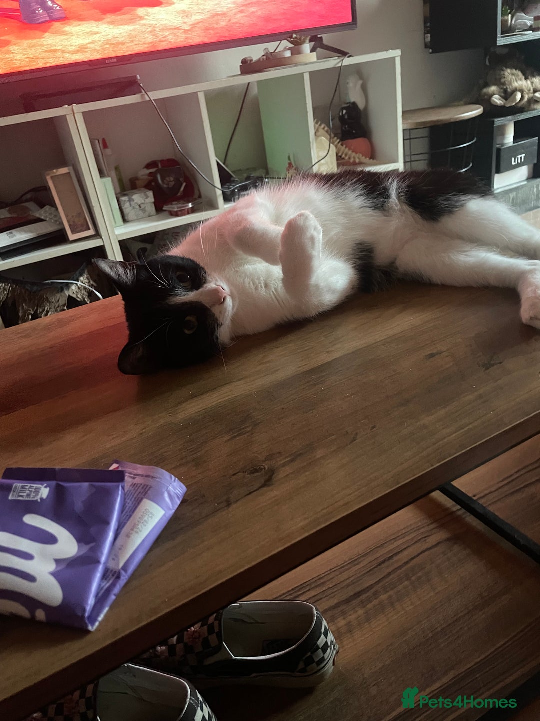 British Shorthair cats for sale: Timothy - Advert 5