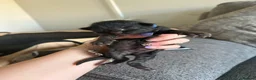 Mixed Breed cats for sale: Mixed breed kittens  - Advert 2