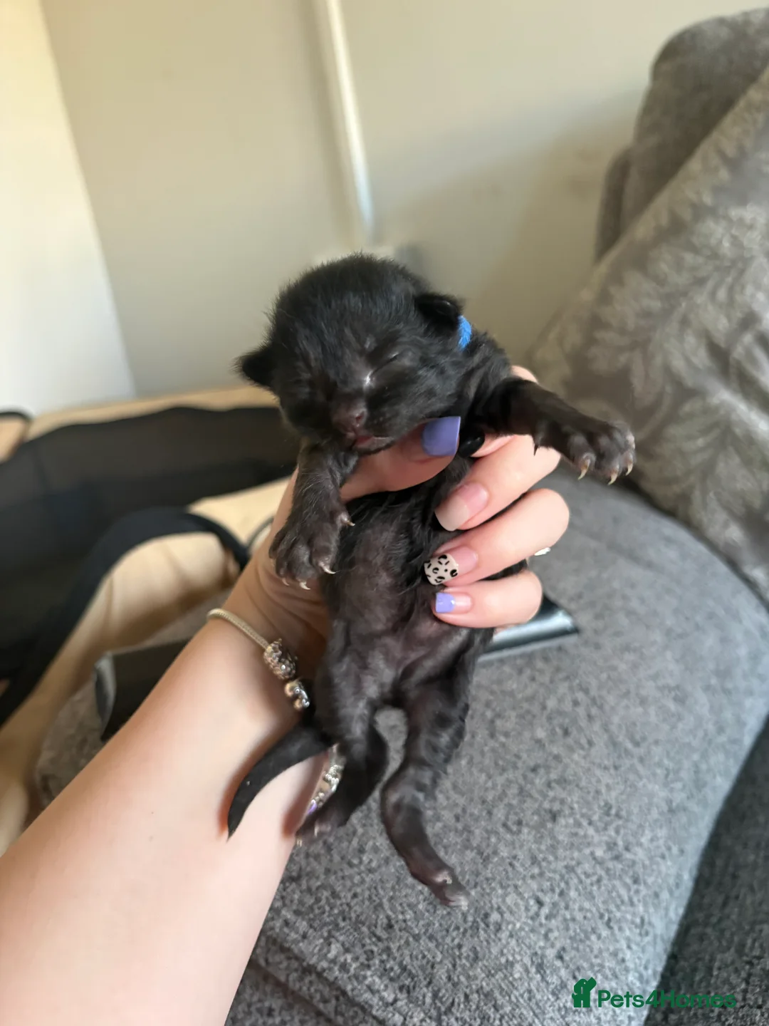 Mixed Breed cats for sale: Mixed breed kittens  - Advert 2