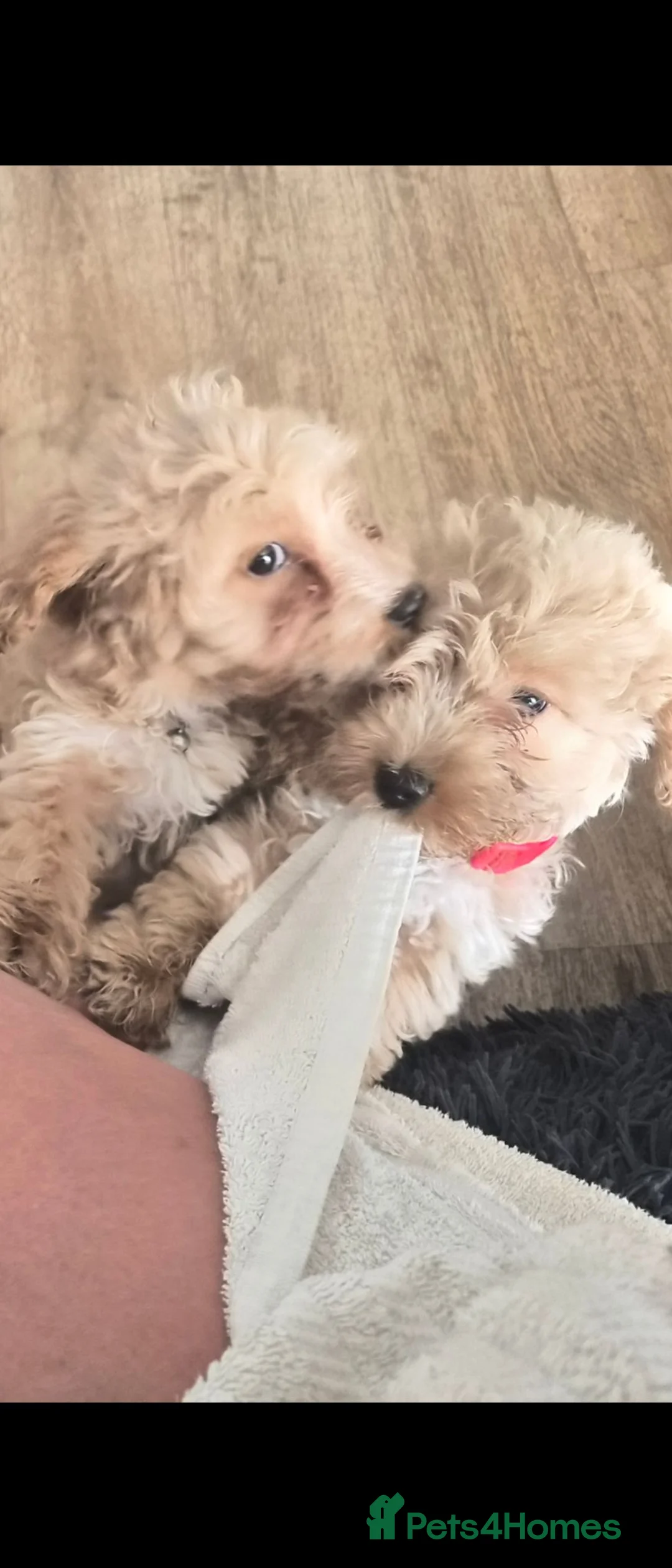 Cockapoo dogs for sale: F1 Cockerpoos  - Advert 2