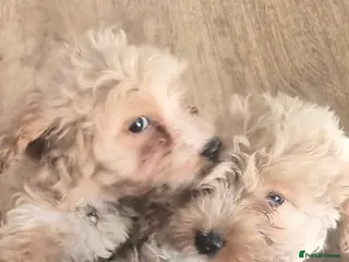 Cockapoo dogs F1 Cockerpoos - Advert 1