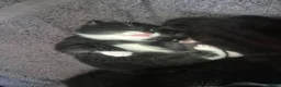 Mixed Breed cats for sale: 5 gorgeous black and white kittens  - Advert 26