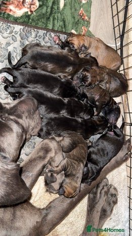 Mixed Breed dogs - Advert 6