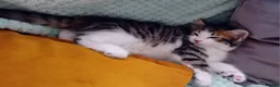 Mixed Breed cats for sale: Three kittens - Advert 7