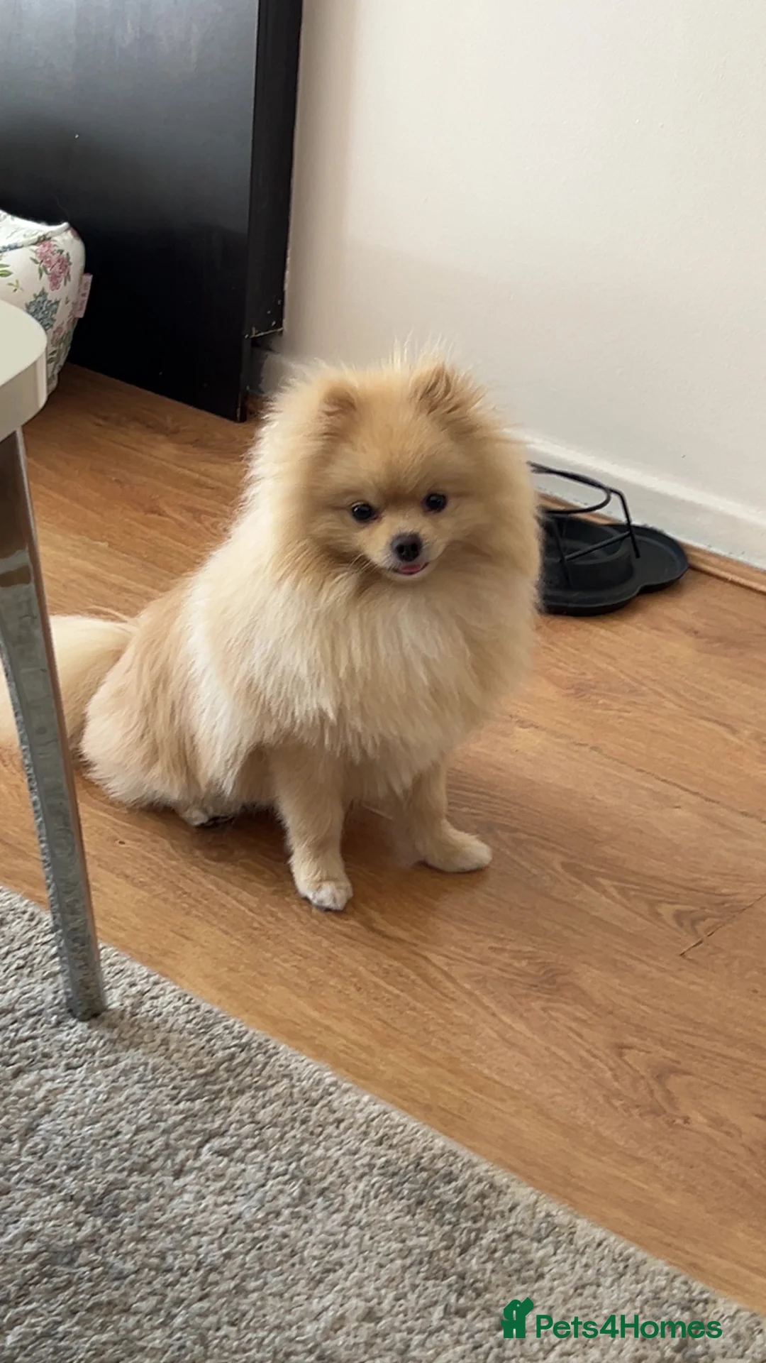 Pomeranian dogs for sale: Junior - Advert 2