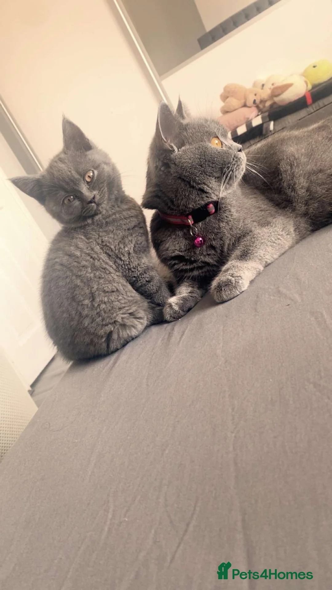 British Shorthair cats for sale: British Short hair kittens for Sale  - Advert 2