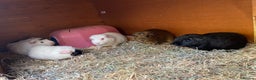 Guinea Pig rodents for sale: Handsome Baby boy Guineapigs available  - Advert 8