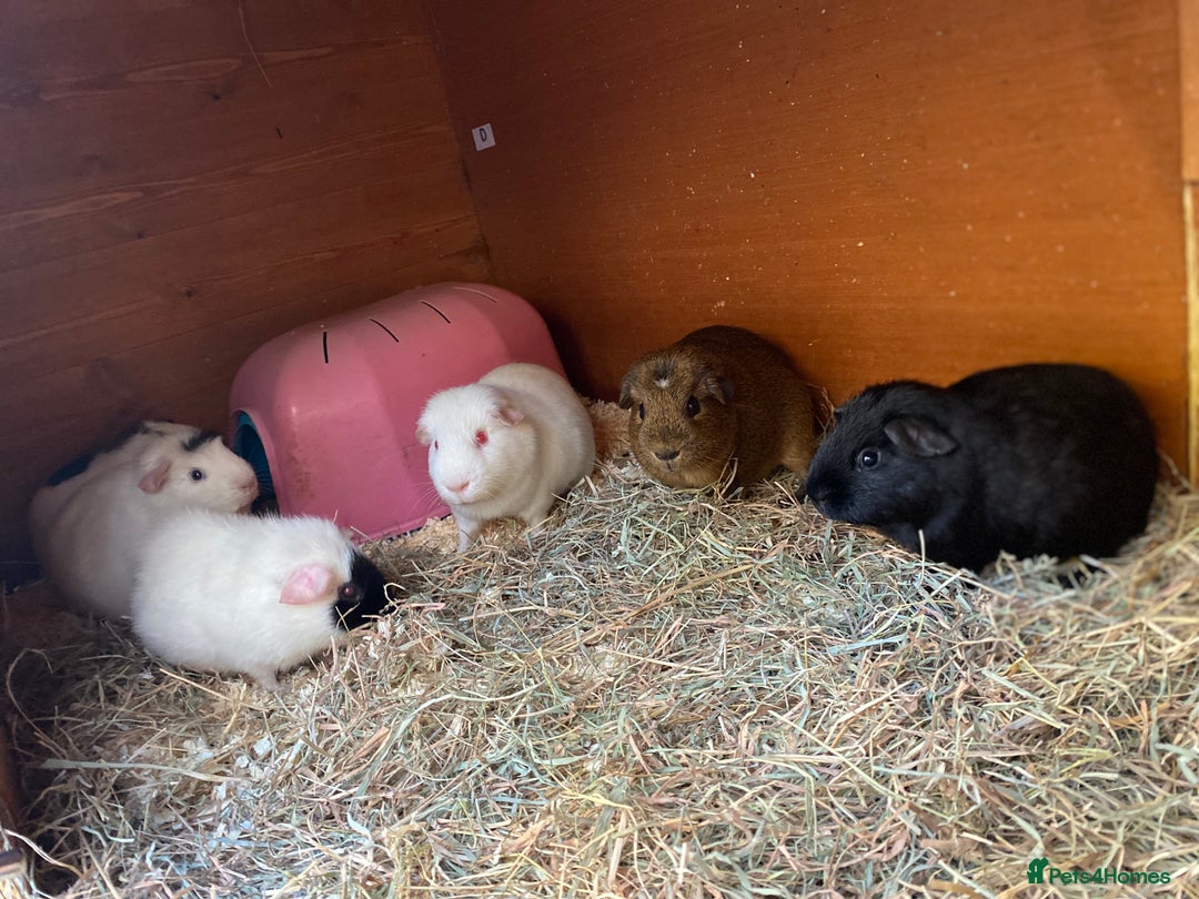 Guinea Pig rodents for sale: Handsome Baby boy Guineapigs available  - Advert 8