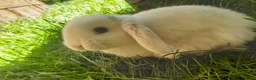 Mini Lop rabbits for sale: Gorgeous Mini Lops  - Advert 20