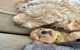 Cockapoo dogs for sale: Cockapoo puppies - Image 10