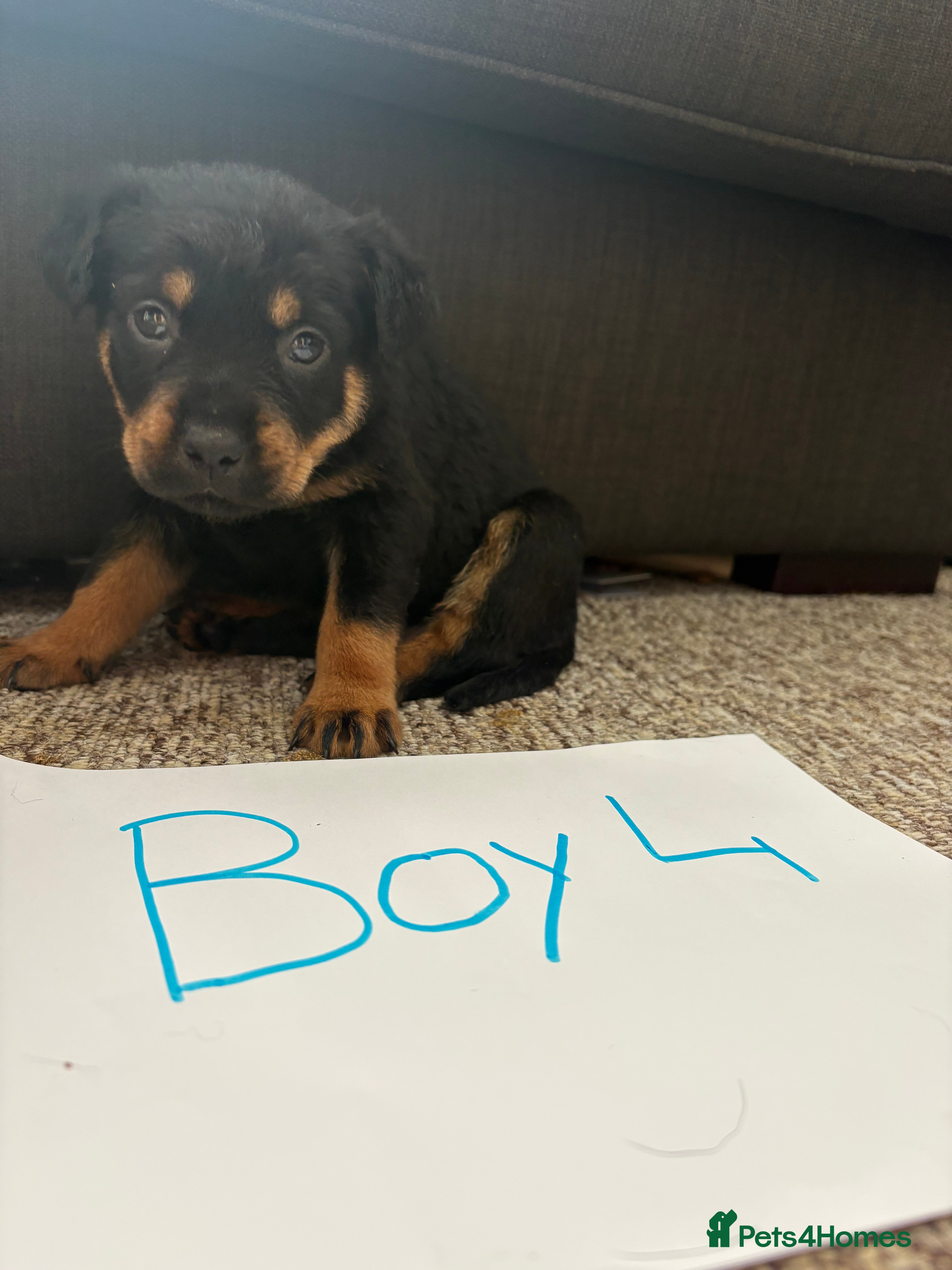 Rottweiler dogs for sale: Beautiful Chucky rottie pups - Advert 15