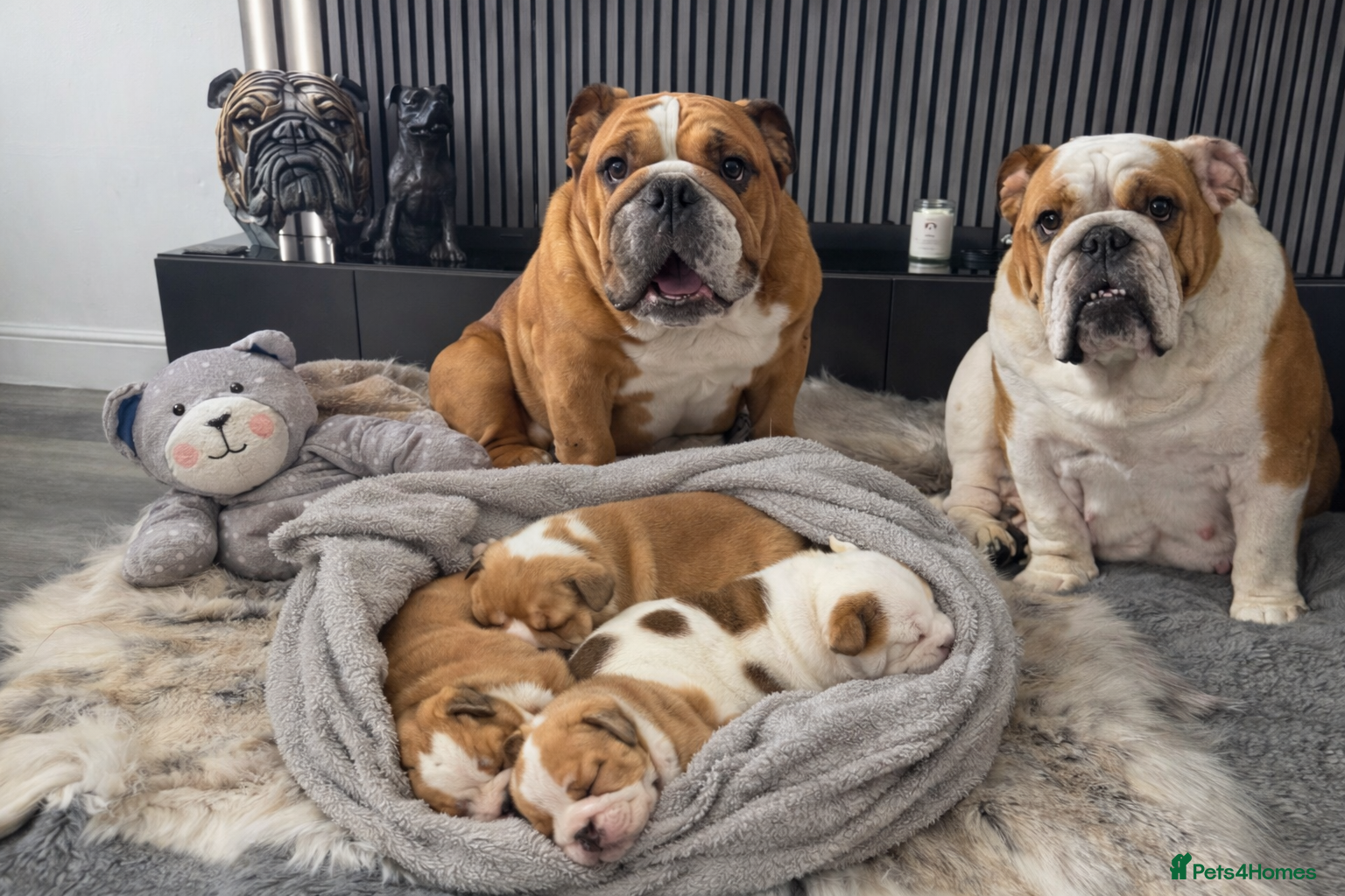 English Bulldog dogs Kc standards  quality bulldogs  - Advert 16