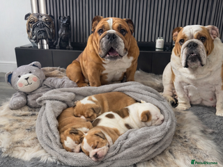English Bulldog dogs Kc standards quality bulldogs - Advert 16