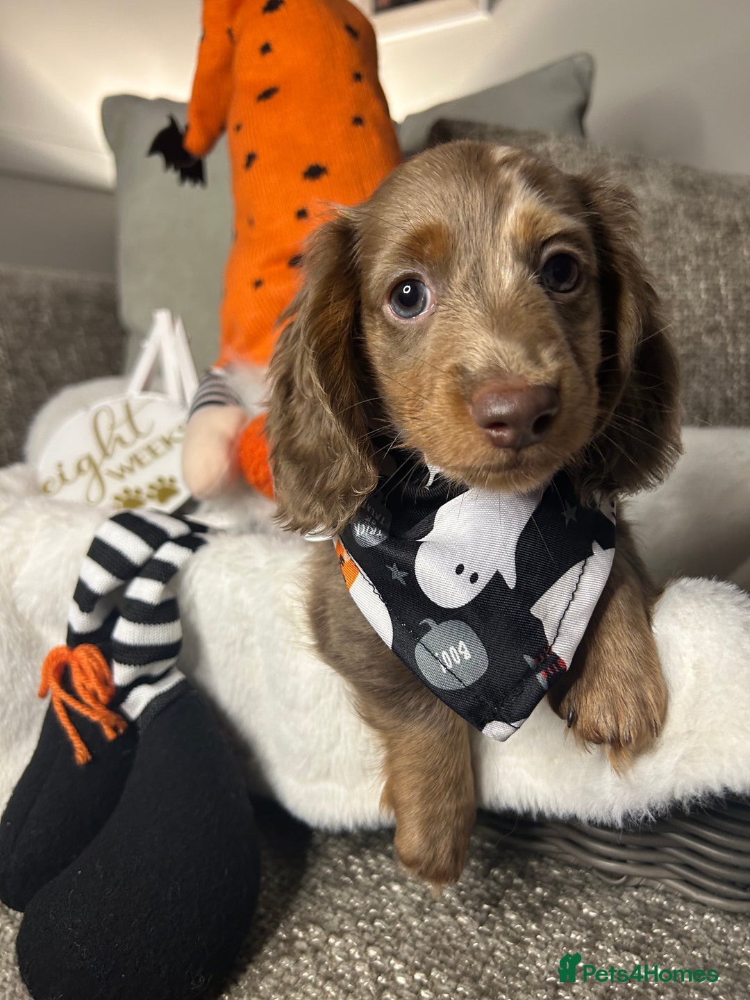 Miniature Dachshund dogs for sale: 🤍🐾 STUNNING DAPPLE BOY READY TO GO 🐾🤍 - Image 22