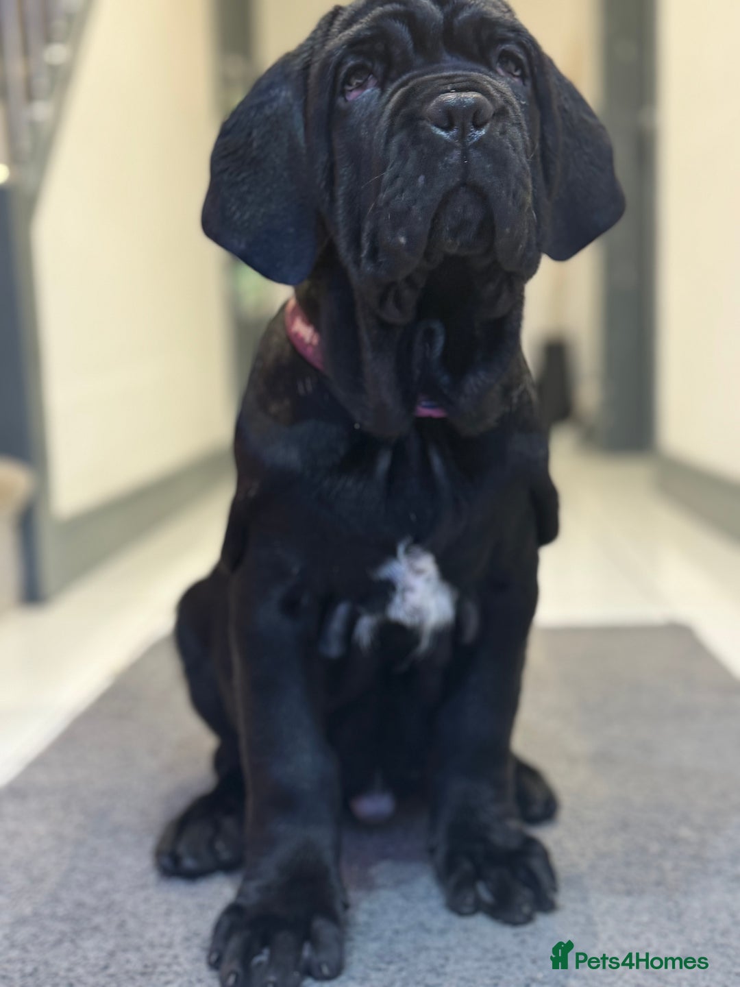 Neapolitan Mastiff dogs for sale:  3 black girl Neapolitan mastiff puppie Newcastle  - Advert 12