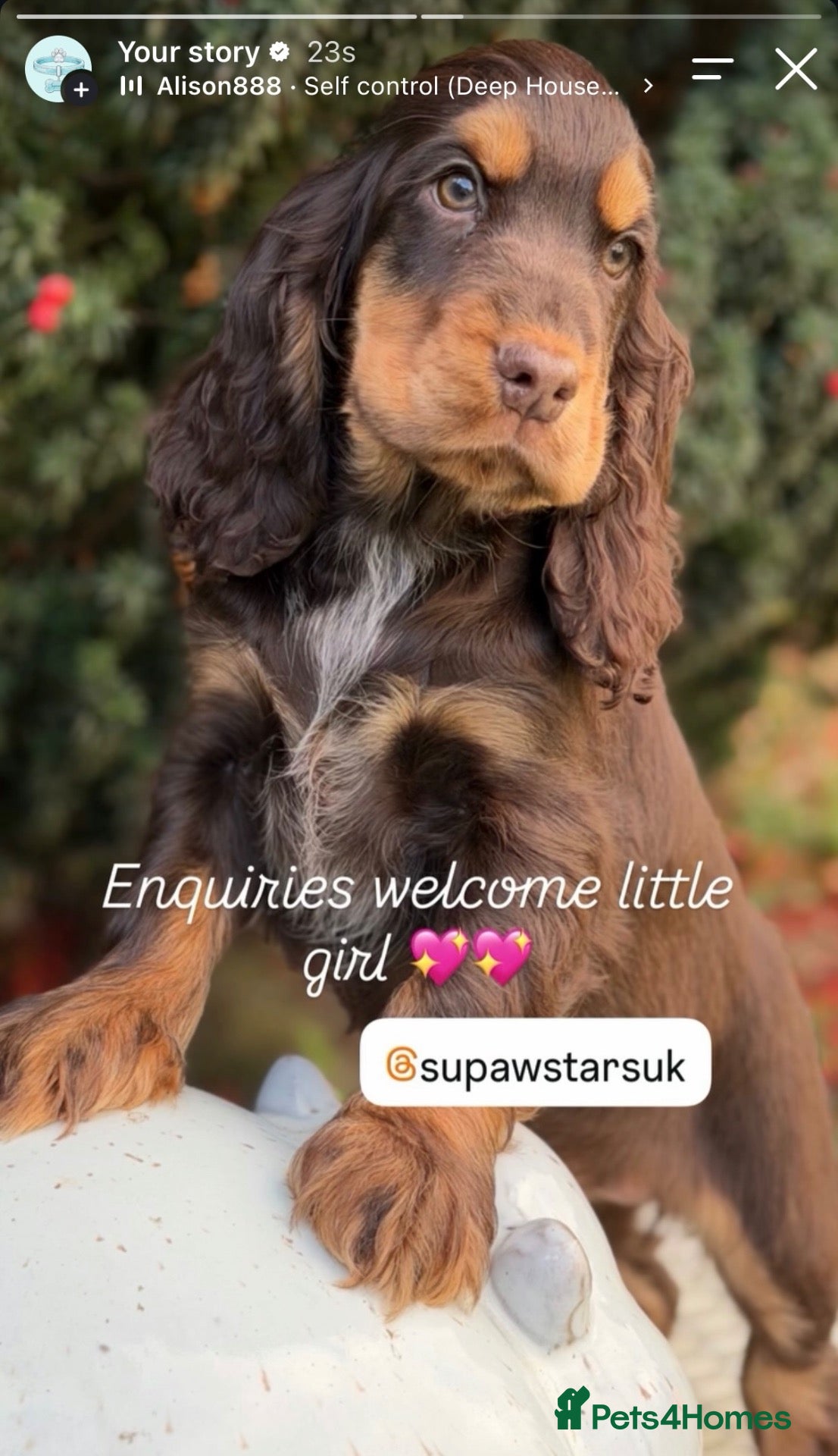 Cocker Spaniel dogs for sale: Stunning chocolate show cockers  - Advert 2