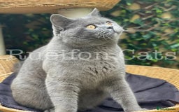 British Shorthair cats for sale:  GCCF registered BSH kittens Available  - Image 13