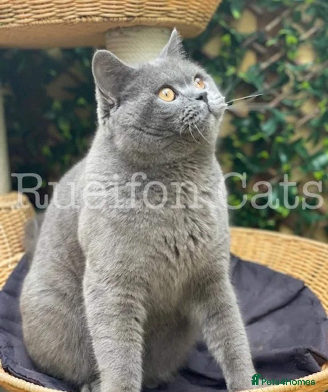 British Shorthair cats for sale:  GCCF registered BSH kittens Available  - Image 13