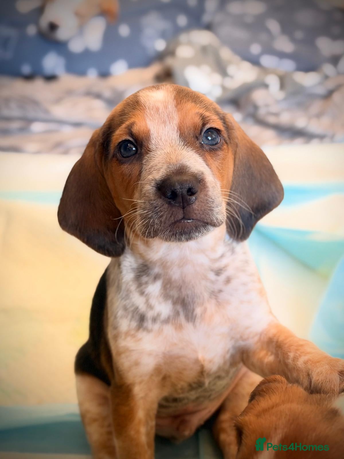 Beagle dogs Beautiful Beagle Puppes - Loving Homes Wanted - Advert 4