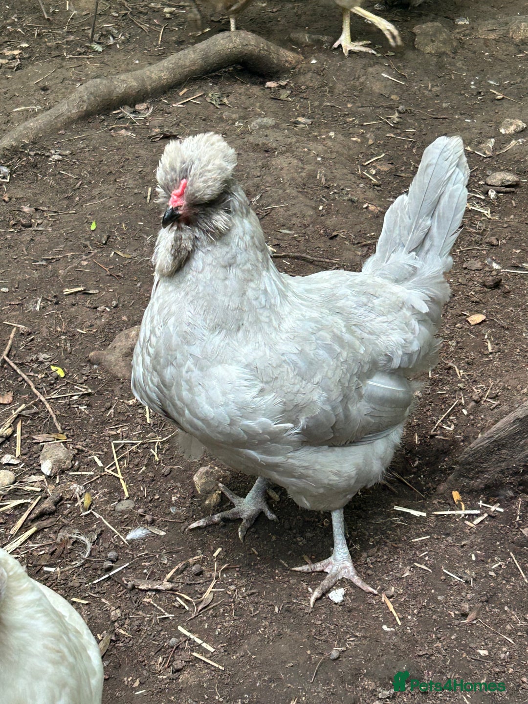 Chickens poultry for sale: Unsexed Araucana Chicks - Image 11