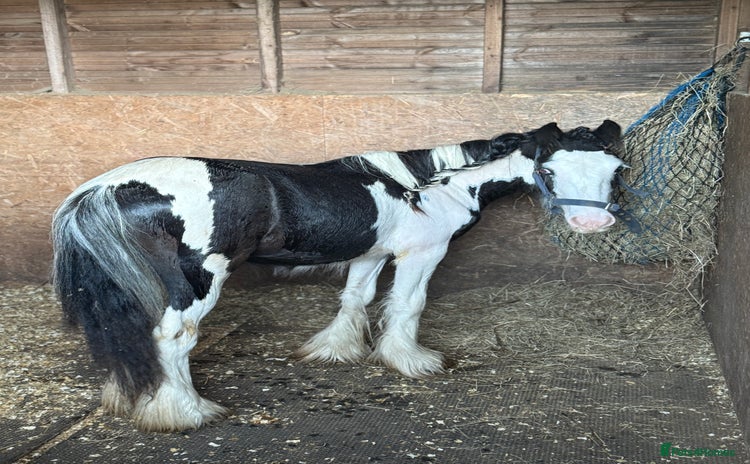 Irish Cob horses - Advert 1