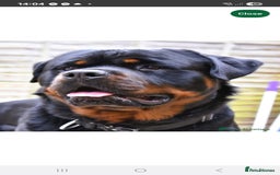 Rottweiler dogs for sale: KC & Fully Health Tested Rottweiler Puppies - Image 17