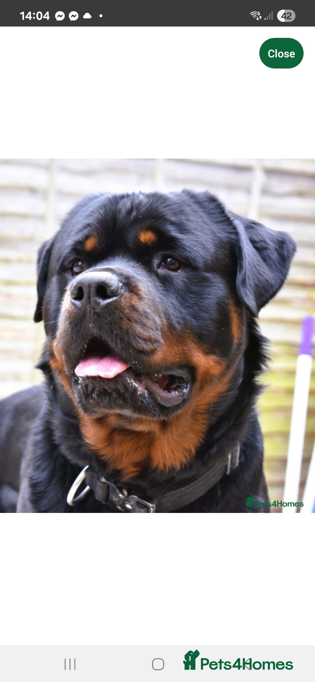 Rottweiler dogs for sale: KC & Fully Health Tested Rottweiler Puppies - Image 17
