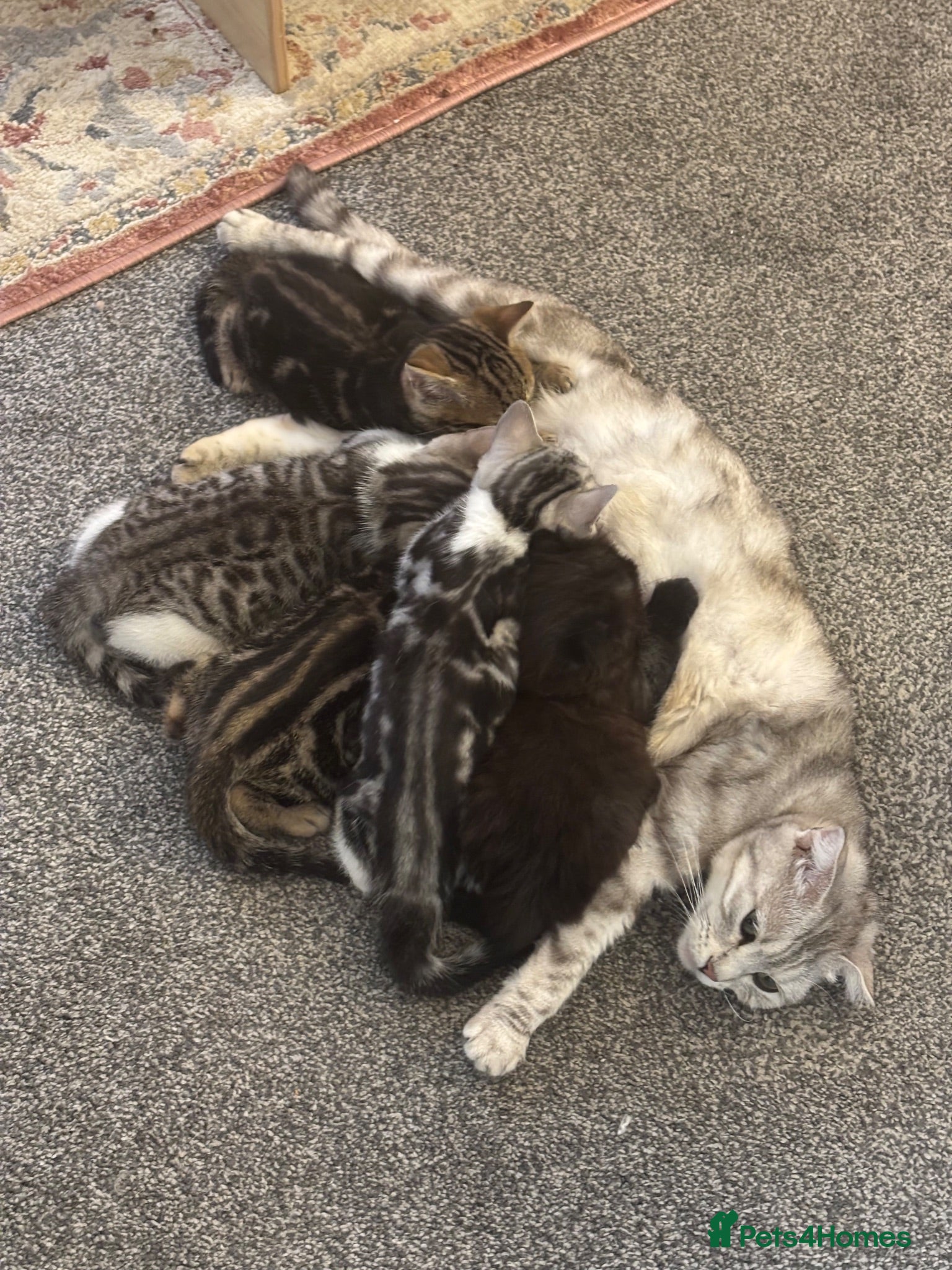 Scottish Fold cats 3 beautiful Scottish fold kittens for sale  - Advert 1