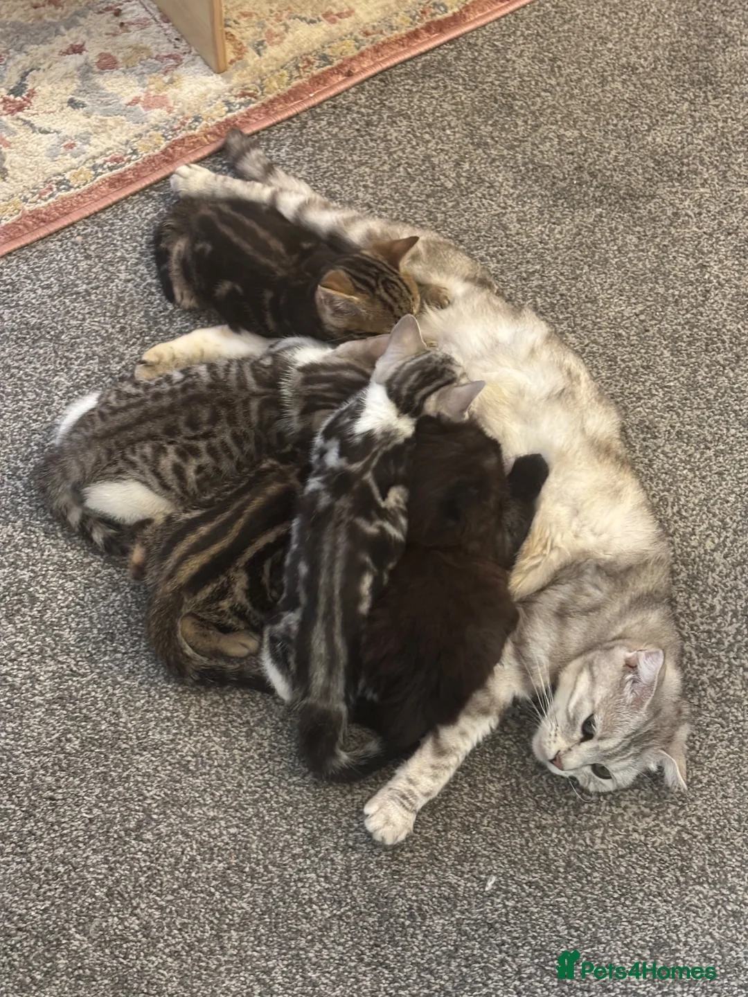 Scottish Fold cats for sale: 3 beautiful Scottish fold kittens for sale  - Advert 1