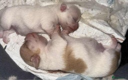Chihuahua dogs for sale: Kc registered chihuahua pups  - Image 6