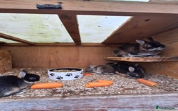 Netherland Dwarf rabbits for sale: 4 baby Netherland dwarf rabbits for sale £50 each  - Image 12