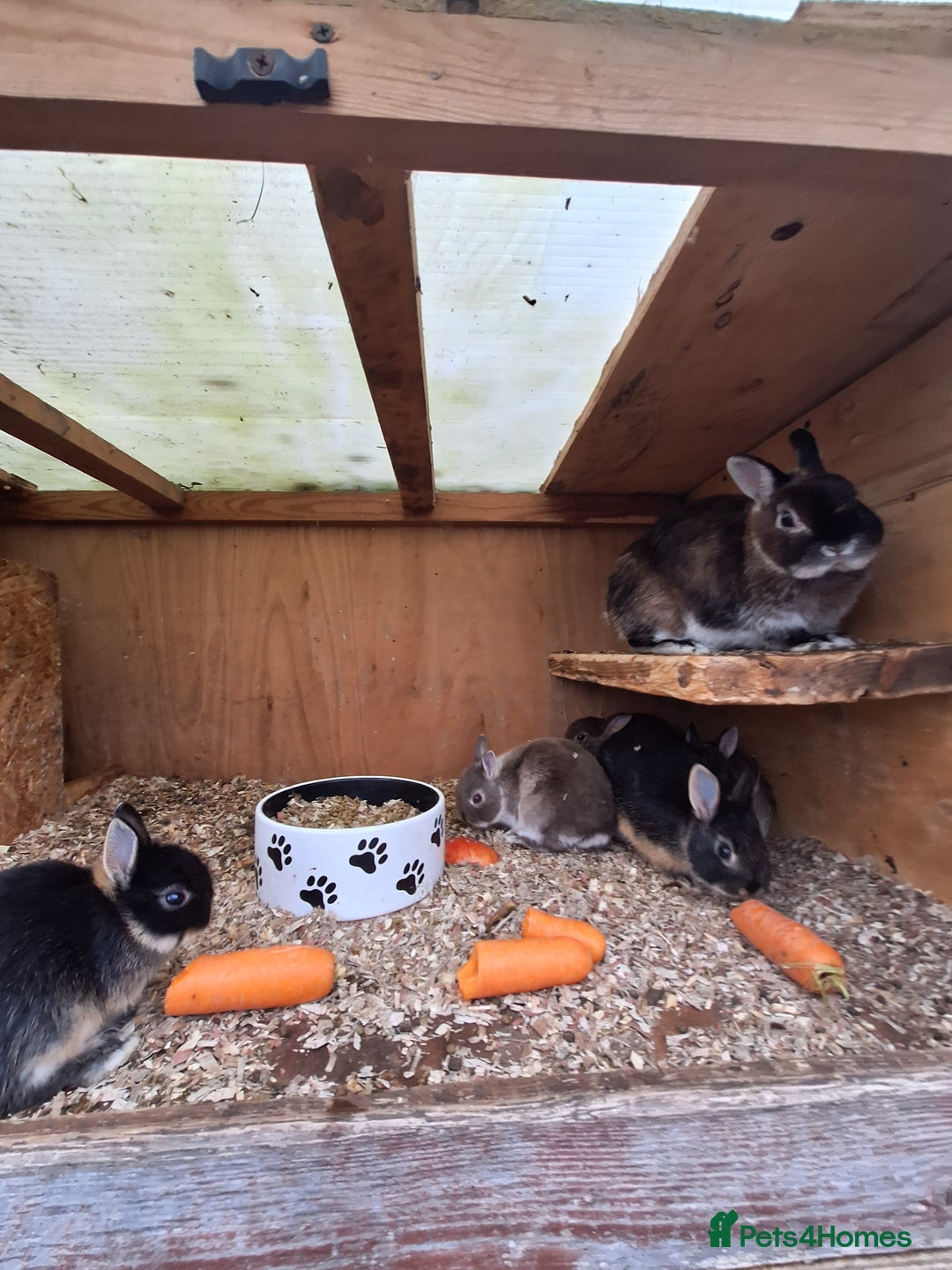 Netherland Dwarf rabbits for sale: 4 baby Netherland dwarf rabbits for sale £50 each  - Image 12