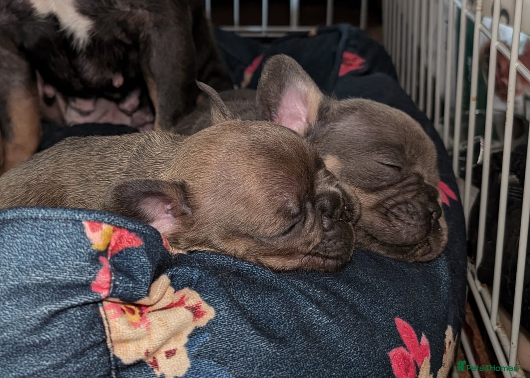French Bulldog dogs for sale: Reduced! French bulldog male puppy  - Image 8