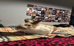 Rex rabbits for sale: Rabbit for sale due to unforeseen circumstances  - Image 1