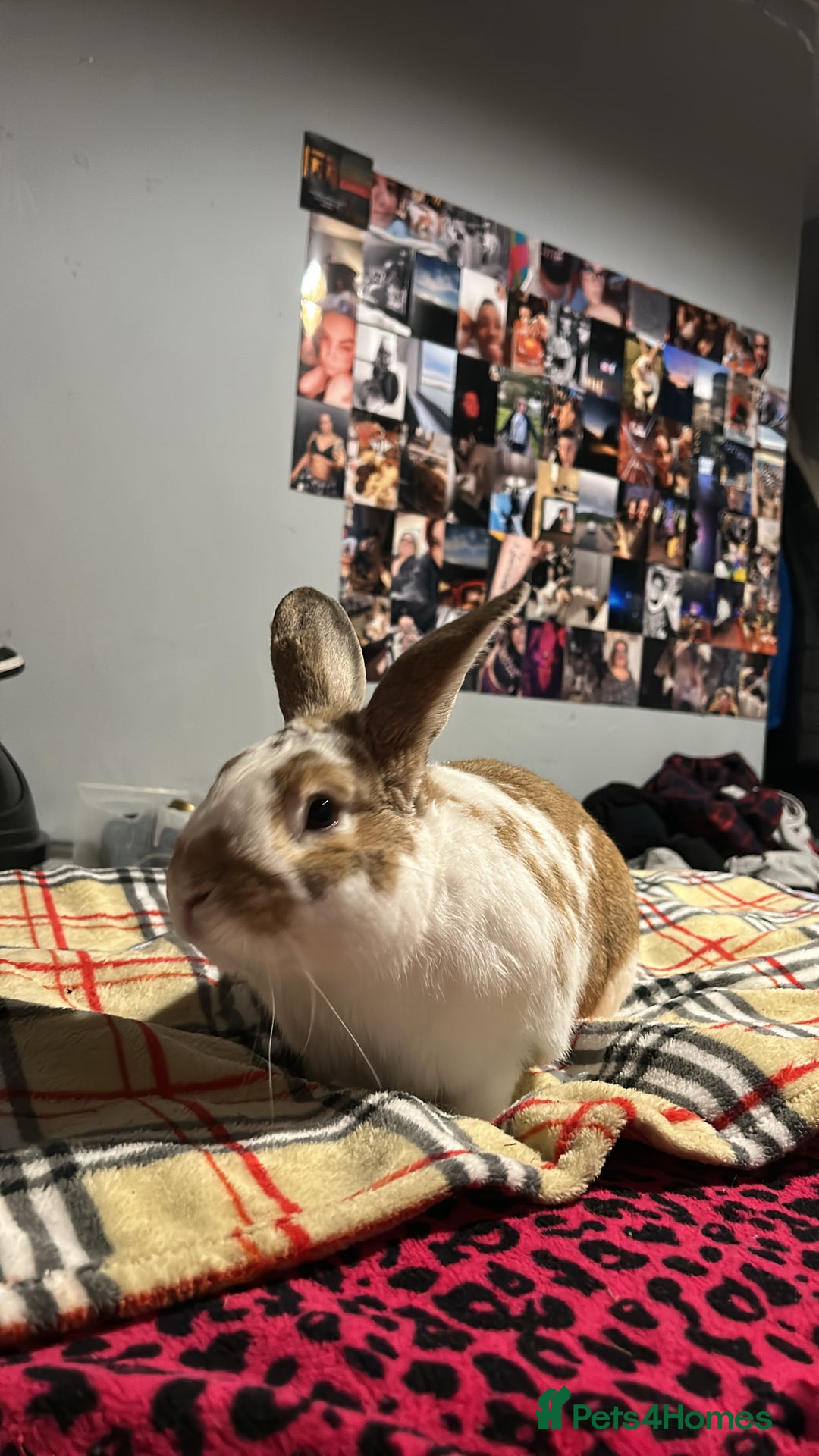 Rex rabbits for sale: Rabbit for sale due to unforeseen circumstances  - Image 1