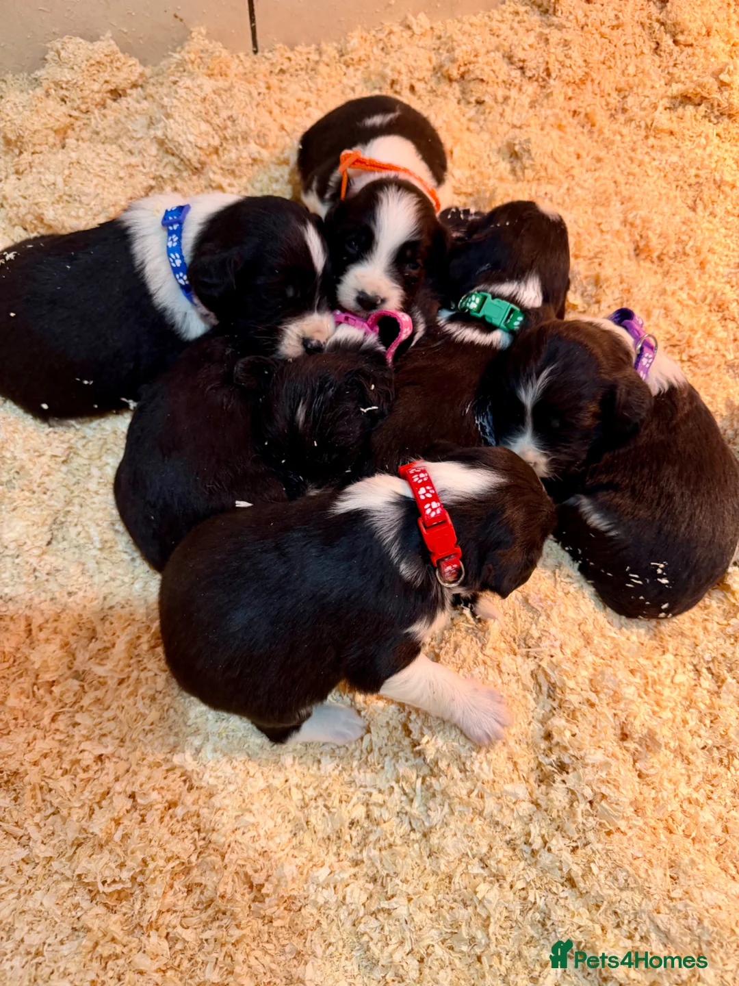 Sprollie dogs for sale: Sprollie puppies-Experienced licensed breeder  - Advert 2