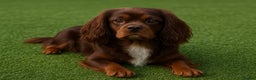 Cavalier King Charles Spaniel dogs for stud: Fully health tested Chocolate&Tan Cavalier  Stud in Havant - Advert 2
