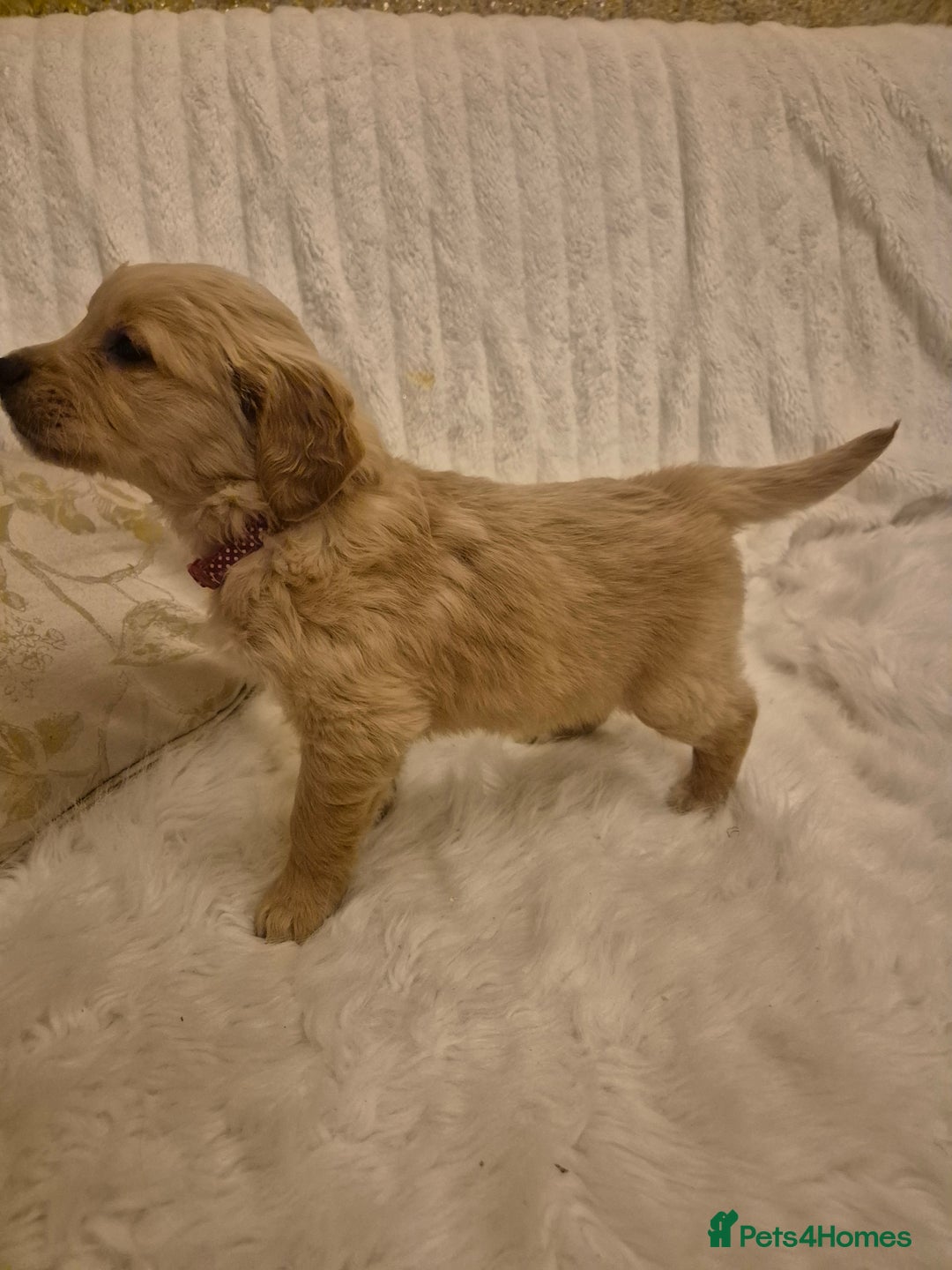 Golden Retriever dogs for sale: KC registered dark red golden retrievers - Advert 20