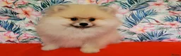 Pomeranian dogs for sale: Stunning KC Pomeranian Puppies for sale - Advert 5